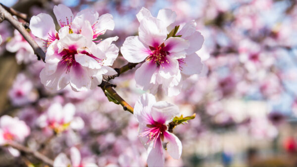 Wallpaper Blossom, Petals, Flowers, Sakura, Branches, Mobile, Background, Pink, Tree, Blur, Desktop, Beautiful