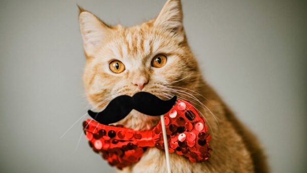 Wallpaper Mustache, Eyes, Funny, Brown, Cat, Yellow, Bow, And, With, Red