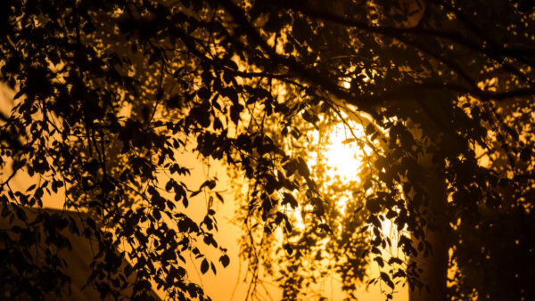 Wallpaper Sky, Dark, Branches, Background, Sunlight, Tree, Green, Desktop, Leaves