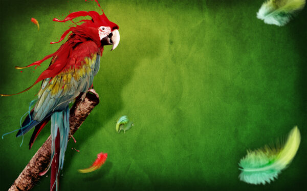 Wallpaper Splash, Parrot