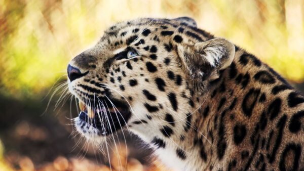 Wallpaper Leopard, 1080p