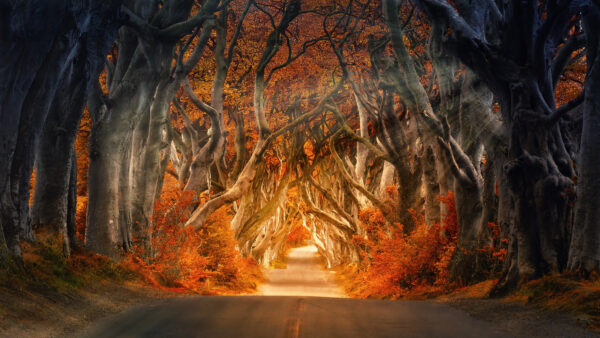 Wallpaper Autumn, Road, Forest