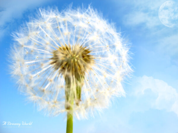 Wallpaper World, Flower, Dreamy