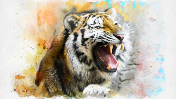 Wallpaper Splash, Tiger, Art