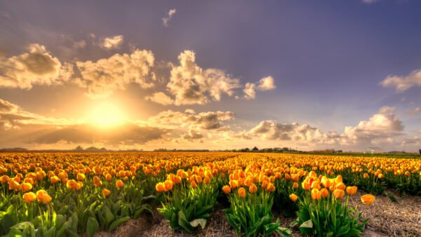 Wallpaper Images, 4k, Sunset, Desktop, Pc, Rich, Flowers, Tulip, Yellow, Field, Gold, Holland, Background, Cool, Pure