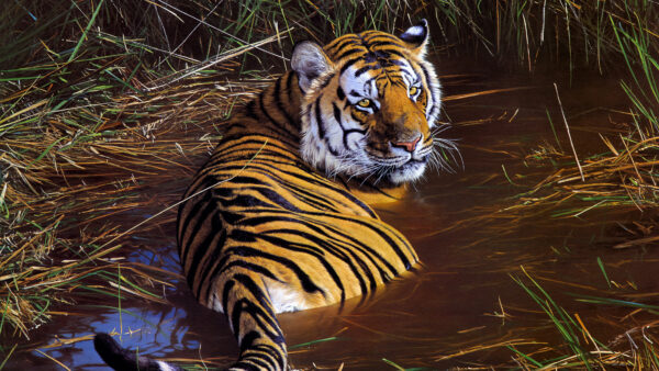 Wallpaper Artwork, Wildlife, Tiger