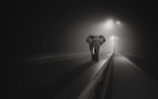 Wallpaper Elephant, Road