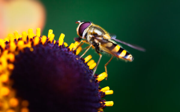 Wallpaper Pollination, Hoverfly