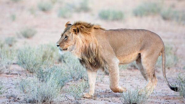 Wallpaper Landscape, Lion, Forest, Desktop, Walking, Animals