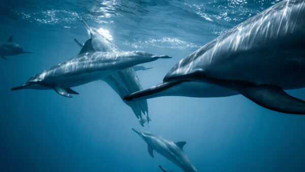 Wallpaper Blue, Pod, Dolphins