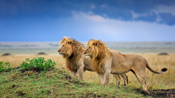 Wallpaper Land, Lions, Background, Blue, Standing, Are, Two, Sky, Greenery, Lion