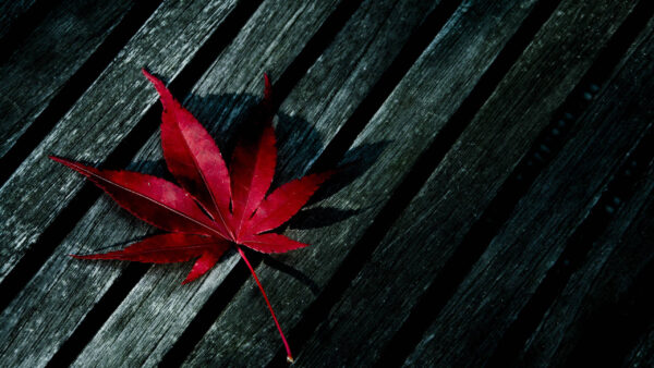 Wallpaper Leaf, Desktop, Weed, Red, Wooden, Table