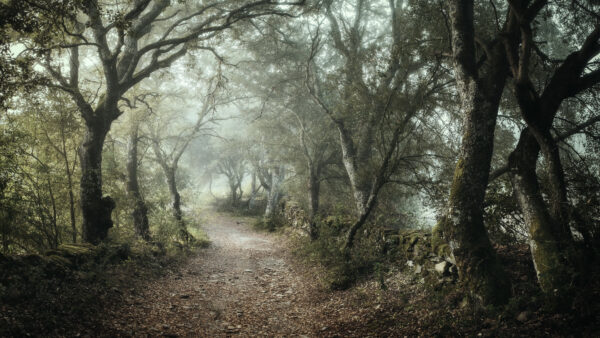 Wallpaper With, Nature, Between, Pathway, Mobile, Fog, Desktop, During, Trees, Winter