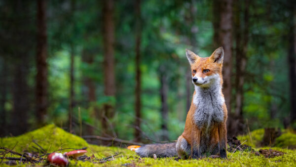 Wallpaper Forest, Desktop, Blur, Mobile, Fox, Sitting, White, Grass, Background, Brown