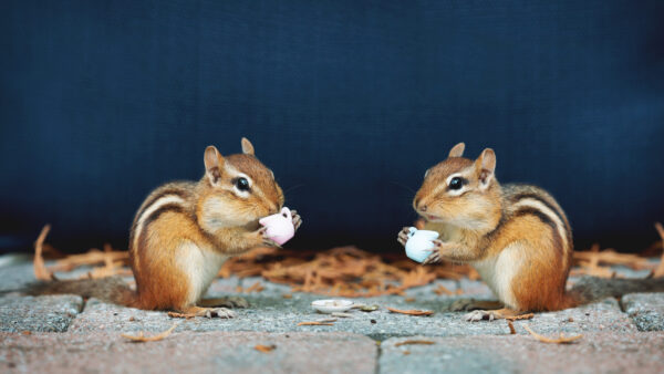 Wallpaper With, Squirrels, Animals, Desktop, Cups, Blue, Mobile, Background