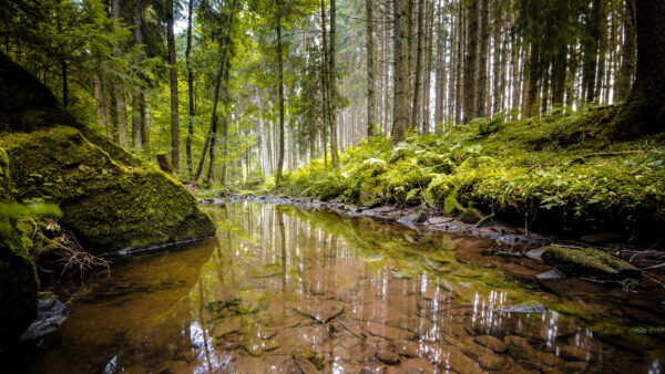 Wallpaper Trees, Clear, Nature, Body, Rock, Between, Desktop, Covered, Green, Mobile, Water, And, Algae