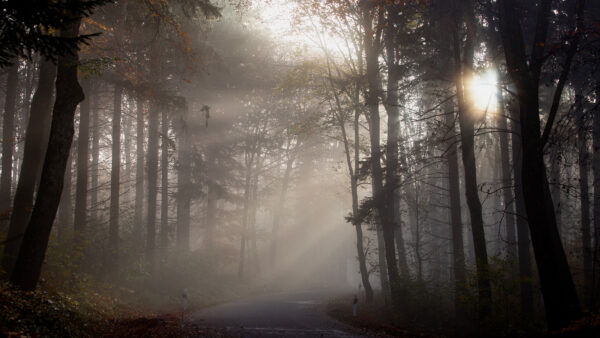 Wallpaper Sunbeam, With, Desktop, Mobile, Fog, Nature, Forest