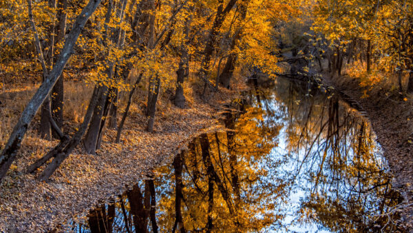 Wallpaper River, Mobile, Trees, Desktop, Reflection, Nature