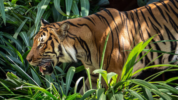 Wallpaper Grass, Animals, Tiger, Walking, Middle, Green, Desktop