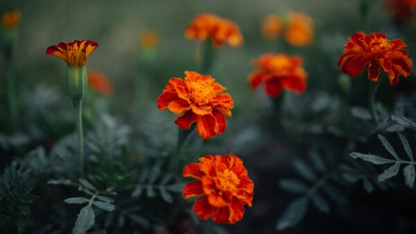 Wallpaper Green, Leaves, Orange, Blur, Chrysanthemum, Desktop, Mobile, Background, Flowers