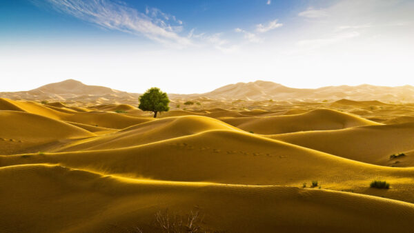 Wallpaper Tree, White, Clouds, Desktop, Dune, Under, Sand, Blue, Desert, Sky, Nature, Mobile