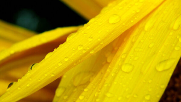 Wallpaper Drops, Yellow, Leaves, With, Water, Desktop