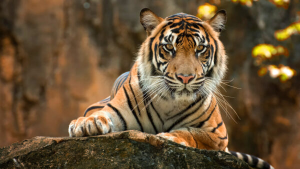 Wallpaper Sitting, Yellow, Blur, Bokeh, Desktop, Background, Tiger, Rock, Mobile