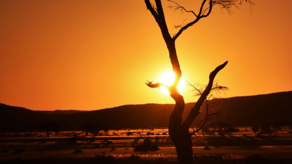 Wallpaper Sky, Background, Tree, Sunset, Mobile, Desktop, Nature, Yellow