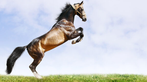 Wallpaper Clouds, With, Standing, Legs, Horse, Desktop, Background, Hind, Grass