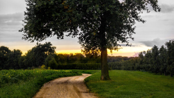 Wallpaper Landscape, View, Trees, Forest, Nature, Green, Road, Covered, During, Grass, Sunset, Between, Field, With