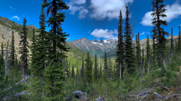 Wallpaper Sky, Clouds, Blue, Mountains, Mobile, Desktop, White, Trees, Nature, Under, Spruce