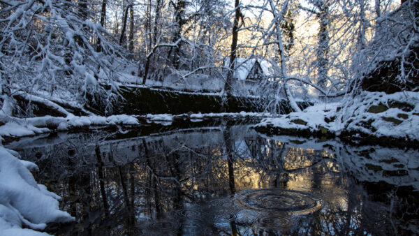 Wallpaper Covered, Lake, Daytime, Reflection, Branches, During, Frozen, Snow, Desktop, Tree, Winter, Mobile