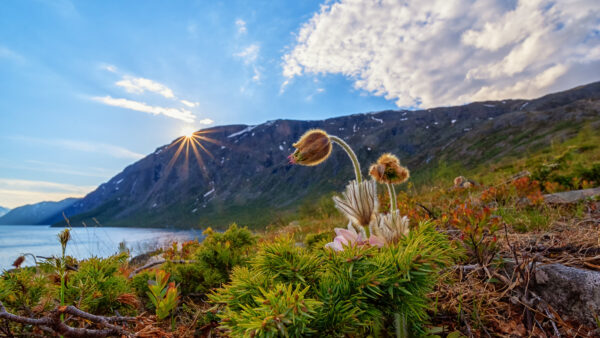 Wallpaper During, Clouds, Mobile, View, Blue, Under, Background, Sky, Bushes, Green, White, Leaves, Desktop, Closeup, Mountains, Nature, Sunset
