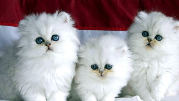 Wallpaper Background, Three, Persian, Kittens, Eyes, Desktop, Kitten, Blue, Cat, Maroon, White