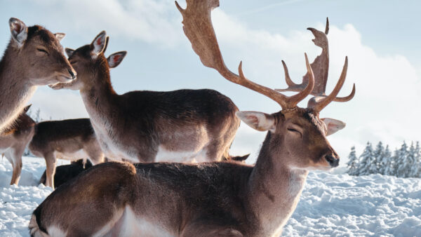 Wallpaper Snow, Animals, Field, Deers