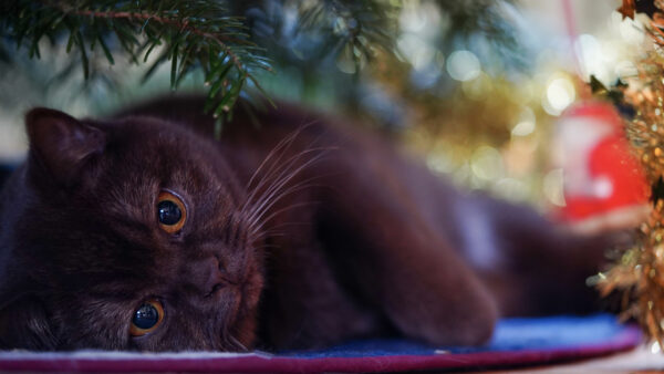 Wallpaper Cat, Lying, Desktop, Brown, Animals