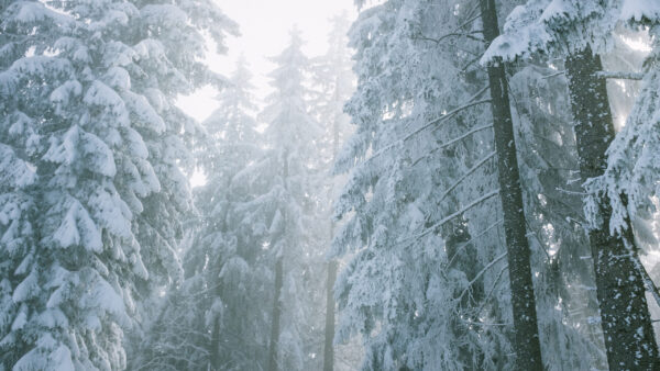 Wallpaper Spruce, Covered, With, Snow, Fog, Forest, Winter, Desktop