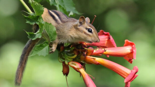 Wallpaper With, Branch, Squirrel, Desktop, Plant, Flowers