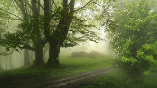 Wallpaper Fog, Forest, Beautiful, Trees, Green, Grass, Covered, Nature, With