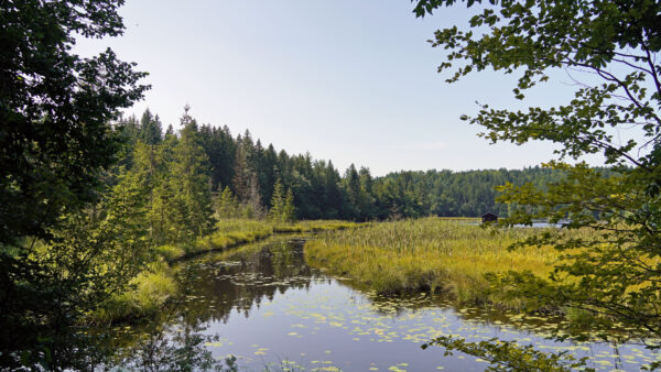 Wallpaper Sky, Swamp, River, Desktop, Green, Clouds, Mobile, Reflection, Field, Grass, White, Nature, Under, Forest, Water, Trees