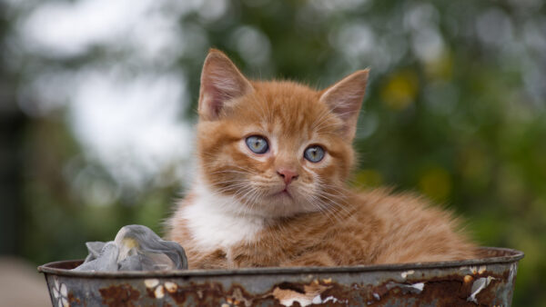 Wallpaper Shallow, Green, Eyes, White, Cat, Gray, Desktop, Background, Trees, And, Brown, With