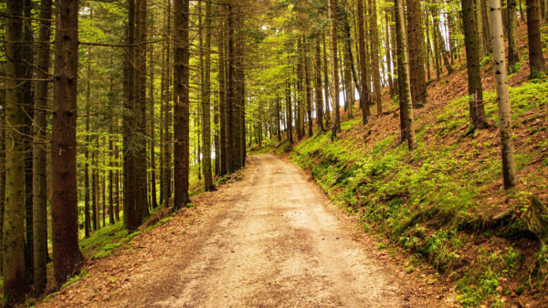 Wallpaper Nature, Trees, Slope, Path, Forest, Plants, Green, Sand