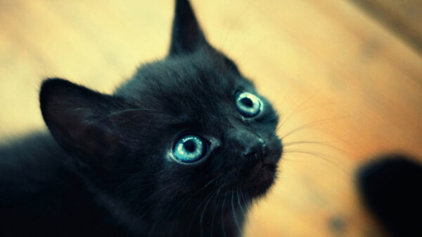 Wallpaper With, Cat, Desktop, Eyes, Blue, Black
