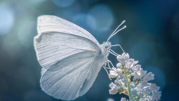 Wallpaper Butterfly, Flowers, Background, Bokeh, Blur, White
