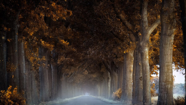 Wallpaper Road, Between, Trees, With, Nature, Fog