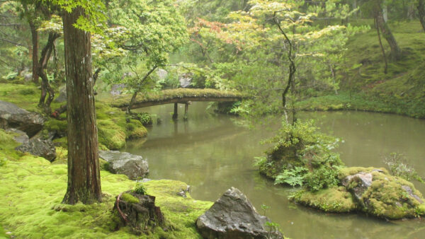 Wallpaper And, Trees, Bridge, Garden, Desktop, With, Foliage, Stream