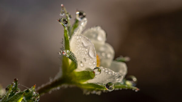 Wallpaper Water, Flowers, Drops, With, Background, Flower, Blur, White