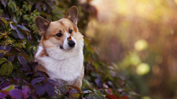 Wallpaper Dog, Purple, White, Brown, Leaves, Green, Background, Corgi, Standing