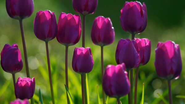 Wallpaper Dark, Desktop, Green, Background, Purple, Bokeh, Flowers, Blur, Spring