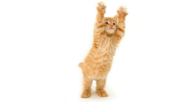 Wallpaper Brown, Desktop, Standing, White, Background, Cat